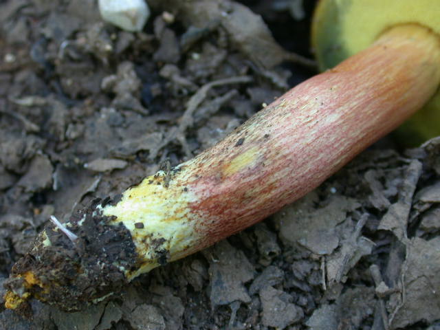 Boletus da determinare >>> n� 7